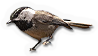 Mountain Chickadee