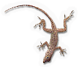 Crested Anole