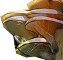 HOT-fungi
