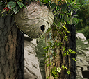 HOT-nest