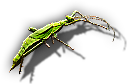 Insect