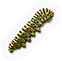 Insect