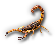 Insect