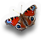 Insect