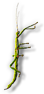 Insect
