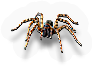 Insect
