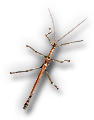 Insect