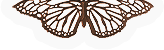 Insect