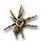 Insect