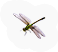 Insect