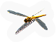 Insect