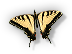 Insect