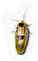 Insect