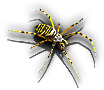 Insect