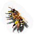 Insect