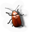 Insect