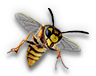 Insect