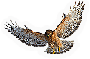 Red Shouldered Hawk