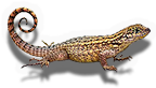 Curly Tailed Lizard