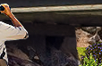 HOT-bridge