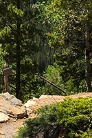 HOT-trees