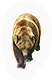 Mammal