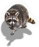 Mammal