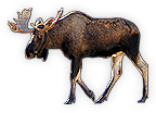 Mammal