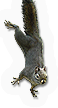 Mammal