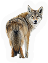Mammal