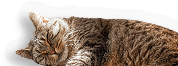 Mammal
