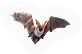 Mammal