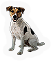 Mammal