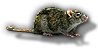 Mammal