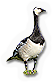 Barnacle Goose