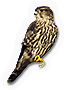 Merlin