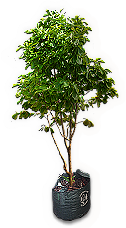 INS-sapling