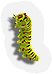 Caterpillar