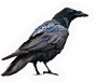 Crow