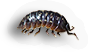 Pill Bug