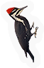 Woodpecker
