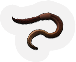 Worm