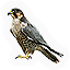 Peregrine Falcon