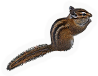 Townsend's Chipmunk