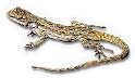 Tree Lizard