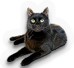 Black Cat