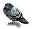 Pigeon