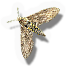 Carolina Sphinx Moth