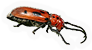 Red Milkweed Beetle