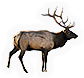 Elk